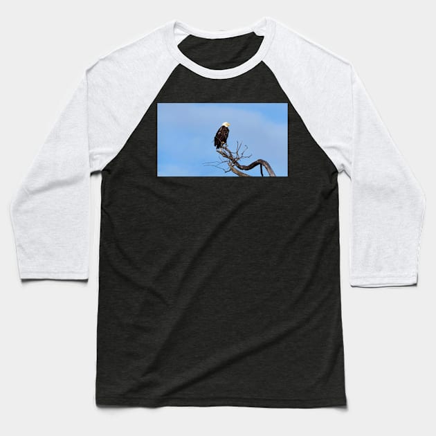 A Bald Eagle Perching In a Tree Baseball T-Shirt by BackyardBirder